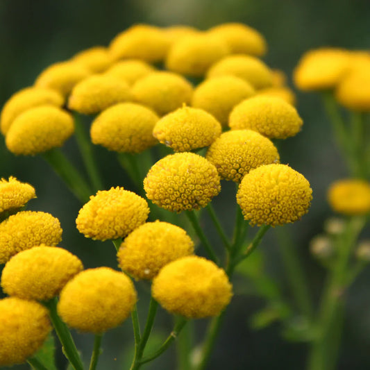 Blue Tansy Bliss: The Secret to Radiant, Nourished Skin with AK Tallow